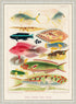 Ornate Rustic White Wood Framed Great Barrier Reef Fishes Vintage Illustration Wall Art Print